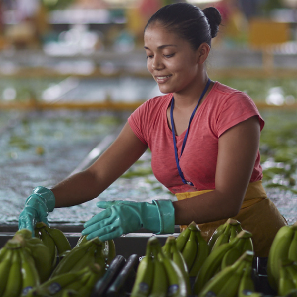 Trabajadora procesando bananos orgánicos